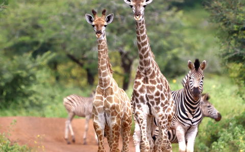 Safari Game Drive