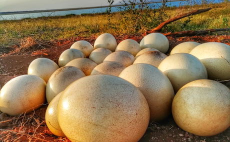 ostrich eggs