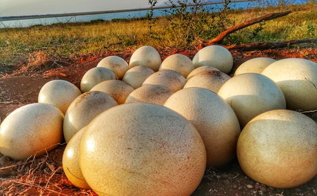 ostrich eggs