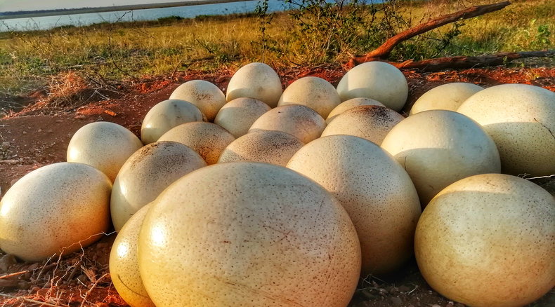 ostrich eggs