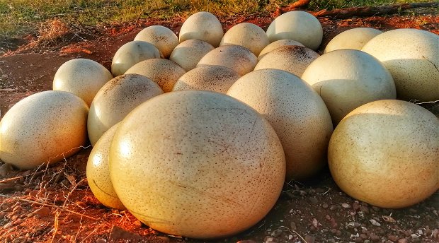 ostrich eggs