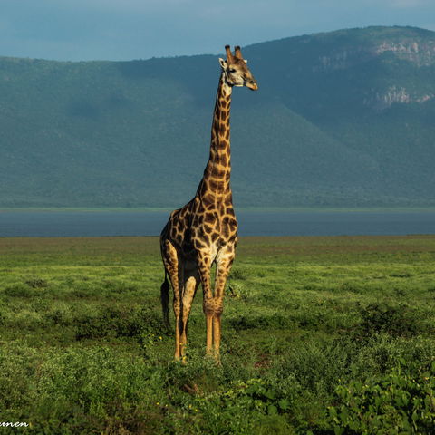 What to do in Pongola Game Reserve