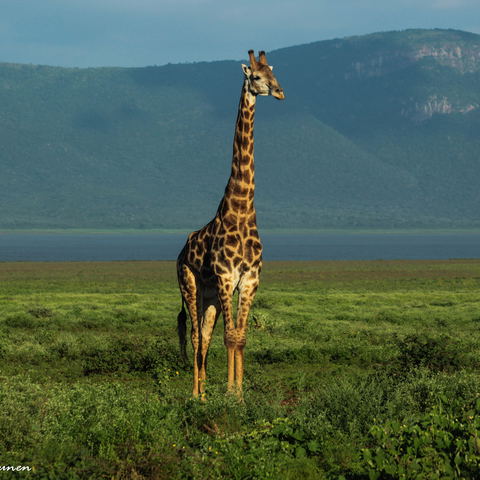 What to do in Pongola Game Reserve