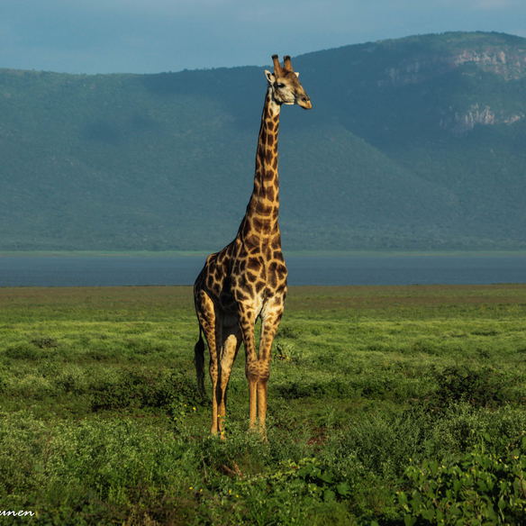 What to do in Pongola Game Reserve