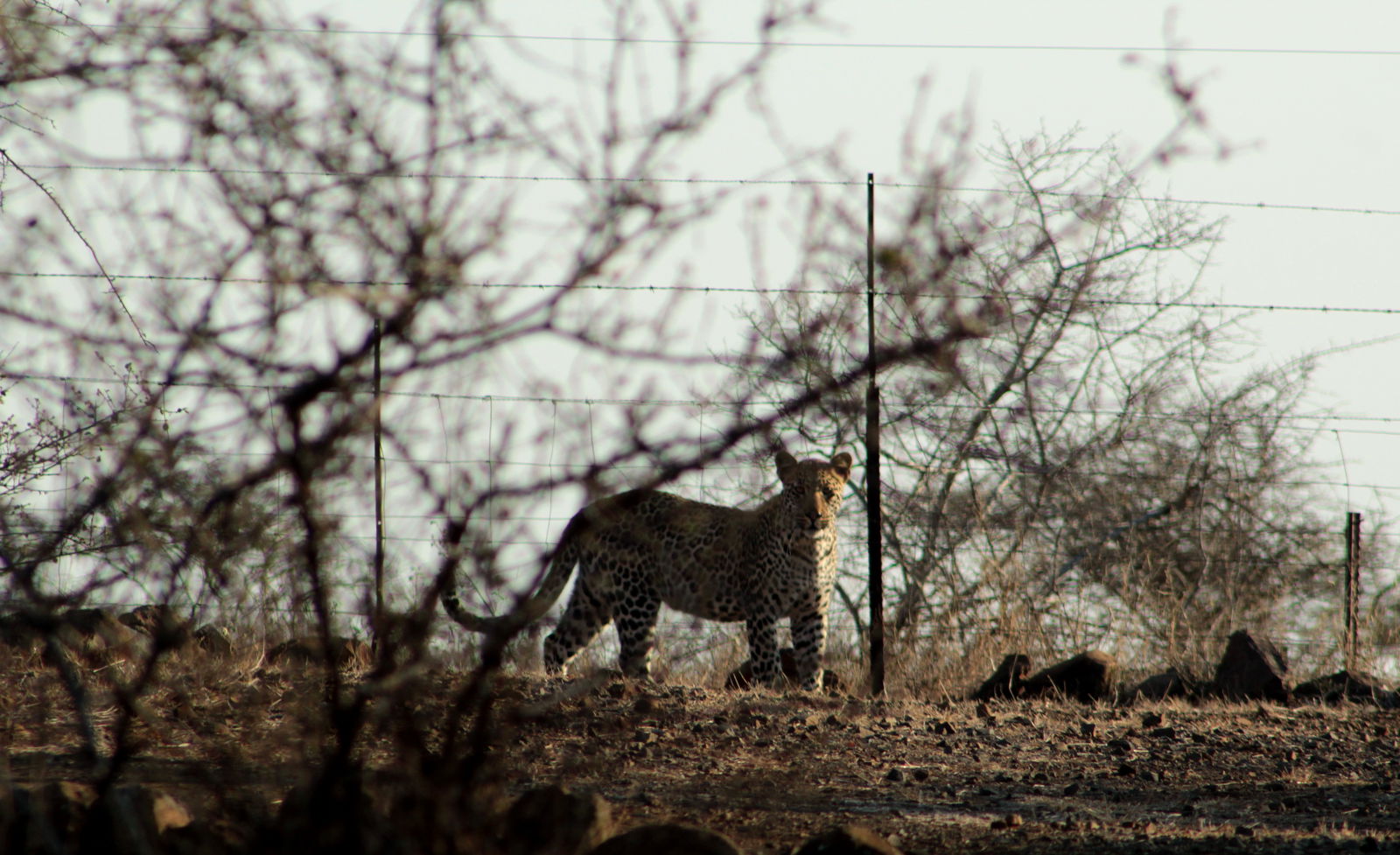 leopard in safari lodge camp