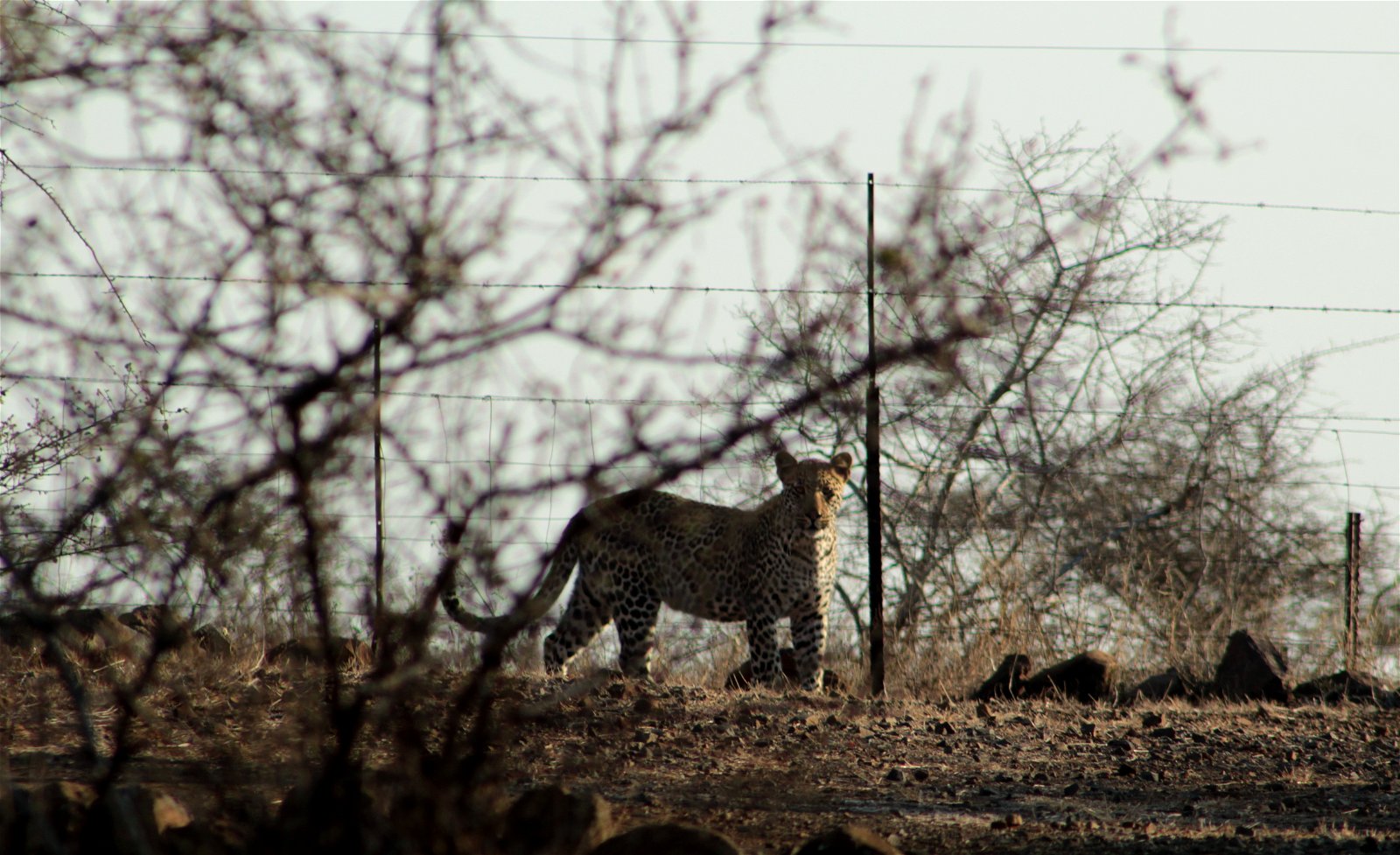 leopard spotted in camp