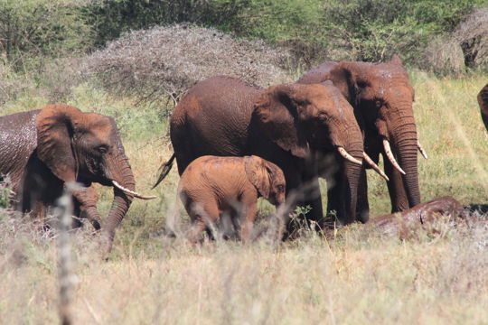 We keep fighting to create more space for the Pongolapoort Elephants