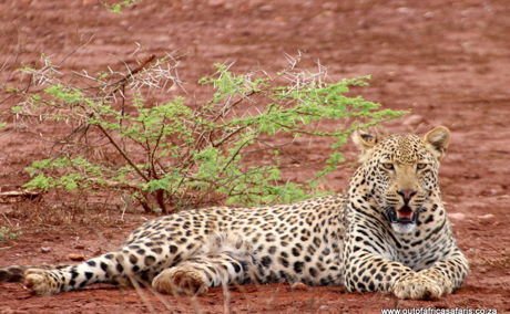 leopard on lake jozini shoreline