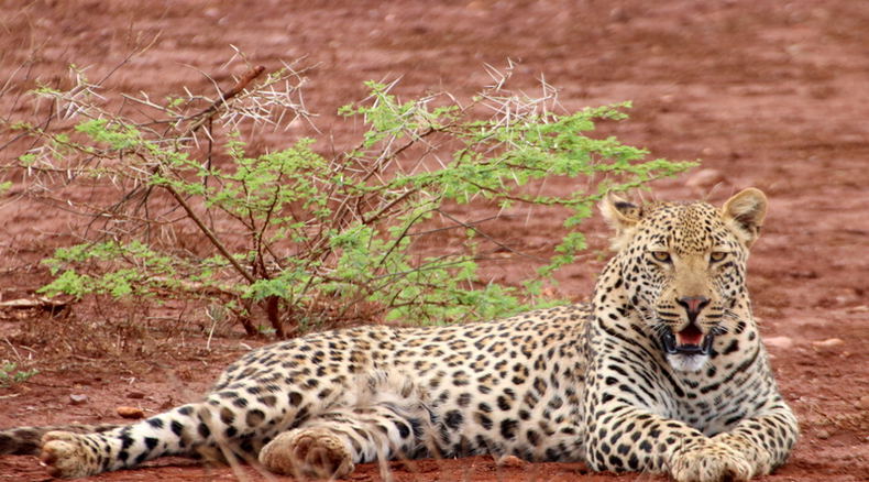 leopard on lake jozini shoreline