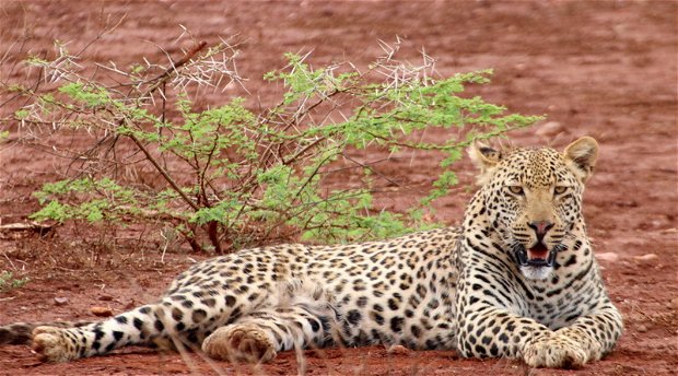 leopard on lake jozini shoreline