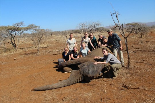 Elephant Research Dissertation student group