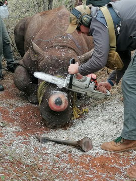 Dr Rowan Leeming de-horning one of our younger bulls which also have been captured and relocated.