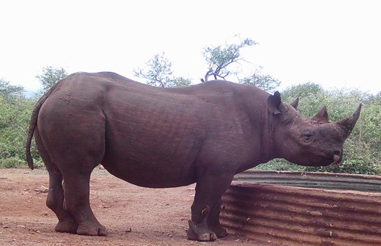 Nesibindi will always have a special place in our hearts