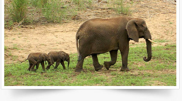 elephant twins