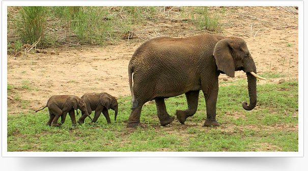 elephant twins