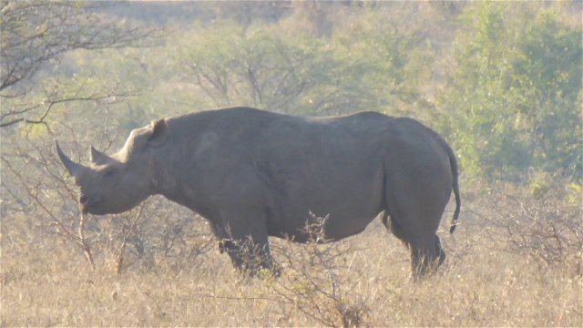 The Black Rhino we sighted
