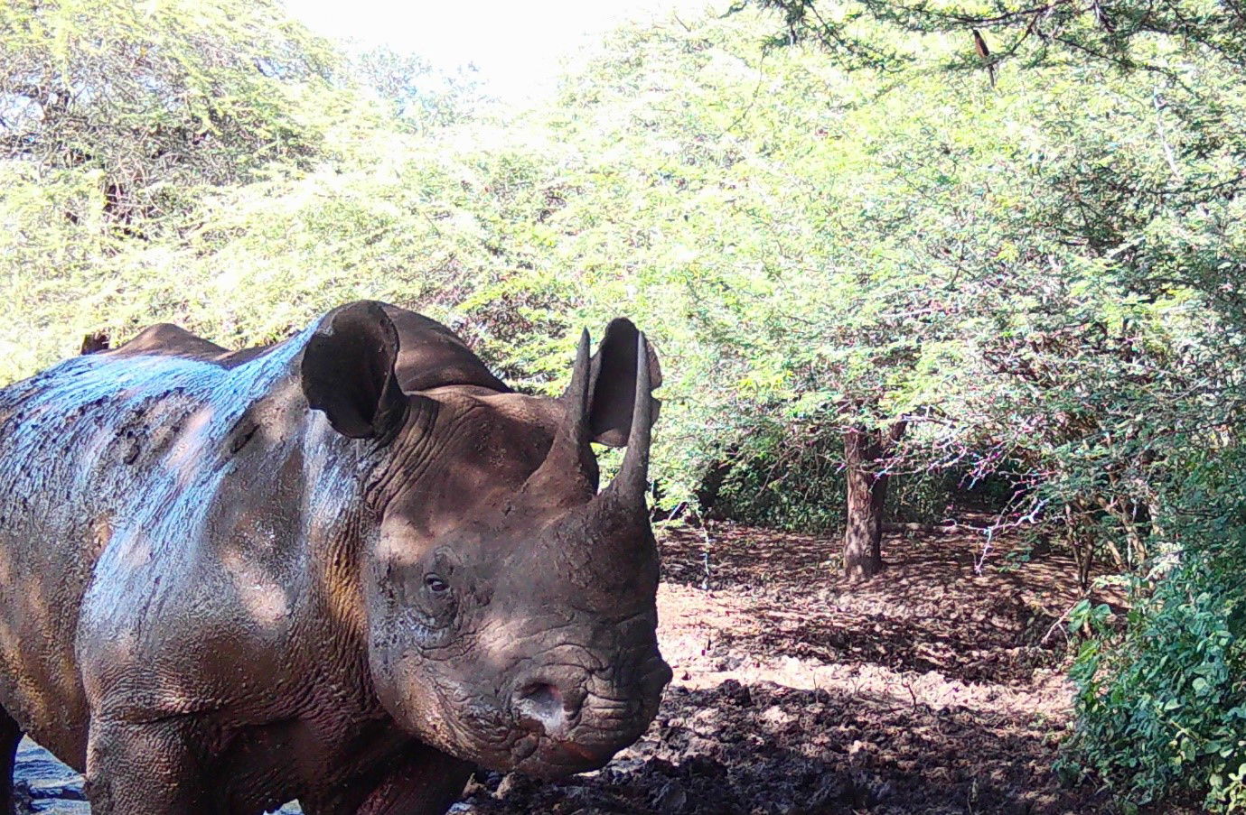 black rhino endangered animal