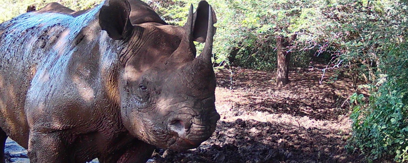 black rhino endangered animal