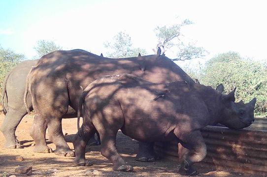 Her calves love to reunite with her, even as adults