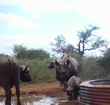 Staring down a buffalo at the watering hole