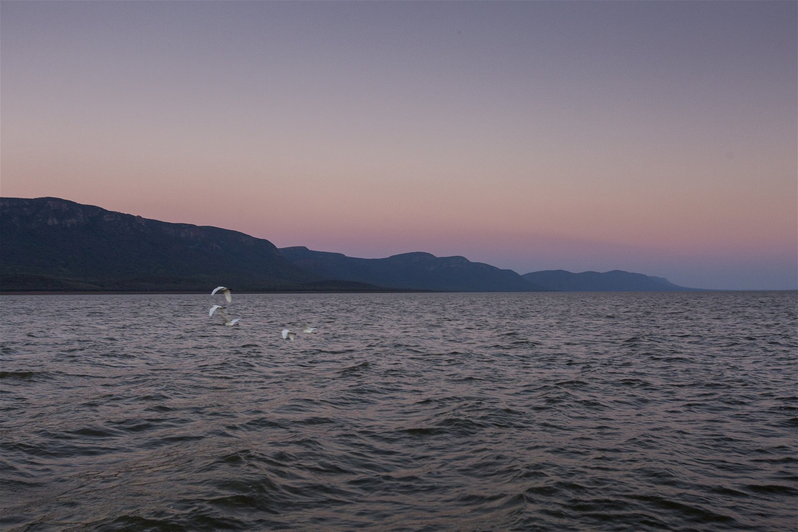 twilight, sunrise, lake, water, birds aflight, 
