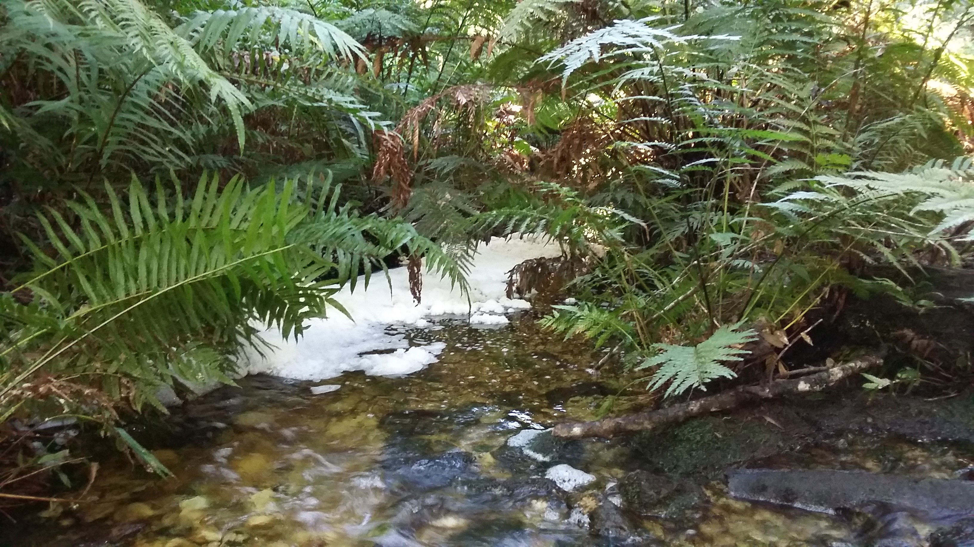 Diepwalle Forest, forest walk, Knysna elephants, museum