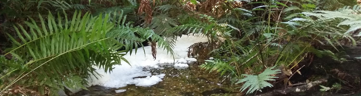 Diepwalle Forest, forest walk, Knysna elephants, museum