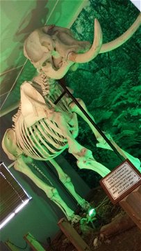 Elephant skeleton in the Diepwalle Forest Station museum