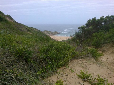 Dunes. Fynbos. Sea.  At Robberg Nature Reserve
