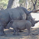 Mother Rhino and her calf spotted in the Hluhulwe - IMfolozi Game Reserve