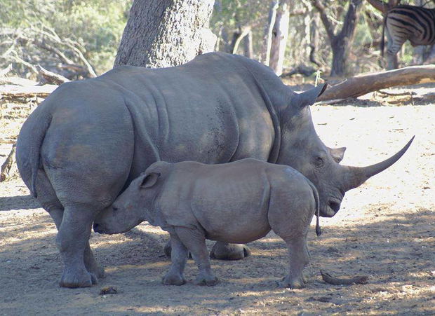 Mother Rhino and her calf spotted in the Hluhulwe - IMfolozi Game Reserve Mother Rhino and her calf spotted in the Hluhulwe - IMfolozi Game Reserve