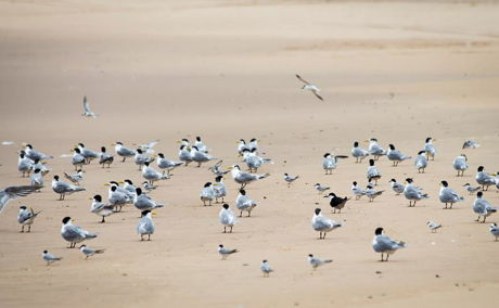 The sooty tern (the dark bird in the group pictured here at Estuary beach), the black coucal (Western Shores) and the Eurasian oystercatcher (St Lucia beaches) have all been seen in the past few days!