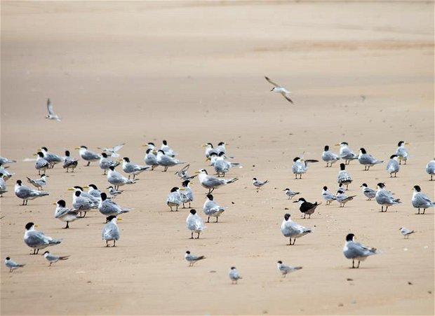 The sooty tern (the dark bird in the group pictured here at Estuary beach), the black coucal (Western Shores) and the Eurasian oystercatcher (St Lucia beaches) have all been seen in the past few days! The sooty tern (the dark bird in the group pictured here at Estuary beach), the black coucal (Western Shores) and the Eurasian oystercatcher (St Lucia beaches) have all been seen in the past few days!