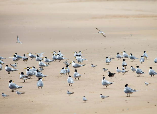The sooty tern (the dark bird in the group pictured here at Estuary beach), the black coucal (Western Shores) and the Eurasian oystercatcher (St Lucia beaches) have all been seen in the past few days! The sooty tern (the dark bird in the group pictured here at Estuary beach), the black coucal (Western Shores) and the Eurasian oystercatcher (St Lucia beaches) have all been seen in the past few days!