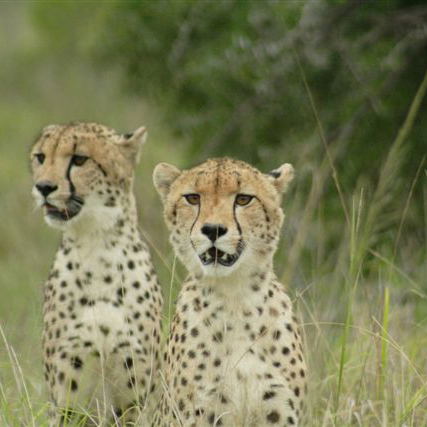 Go on safari