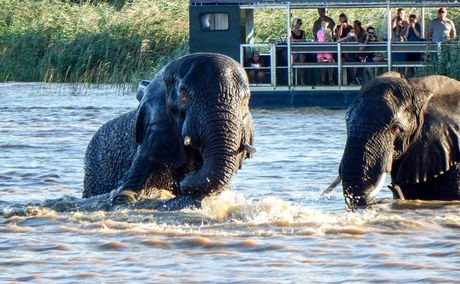 Elephants in Lake St Lucia, iSimangaliso Wetland Park