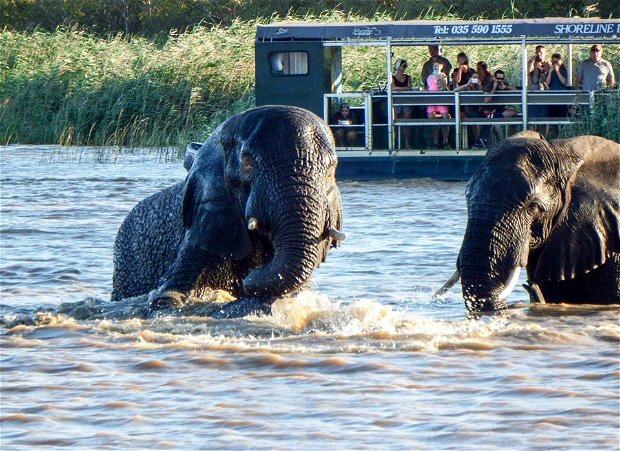 Elephants in Lake St Lucia, iSimangaliso Wetland Park