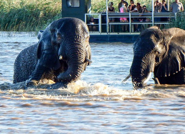 Elephants in Lake St Lucia, iSimangaliso Wetland Park