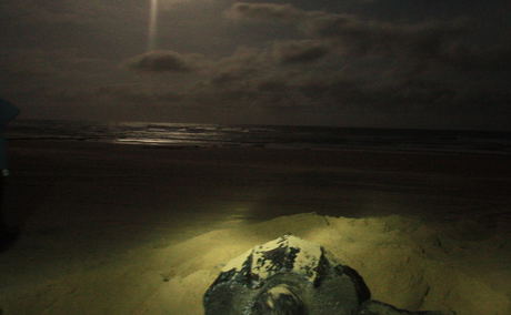 Loggerhead turtle nesting Loggerhead turtle nesting