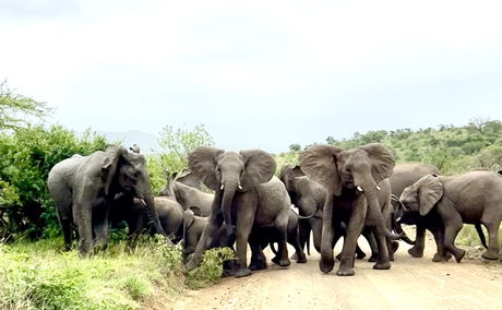 Family ties, a herd of Elephant looking out for their own as they cross the road in iMfolozi
