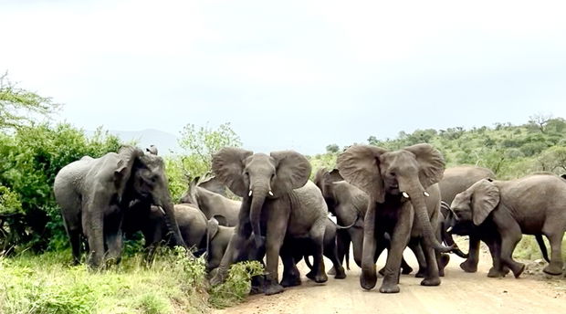Family ties, a herd of Elephant looking out for their own as they cross the road in iMfolozi