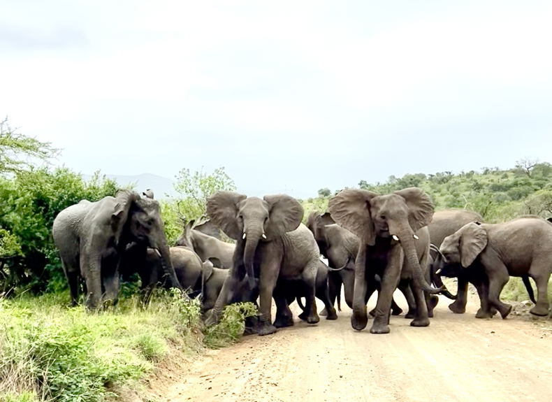 Family ties, a herd of Elephant looking out for their own as they cross the road in iMfolozi