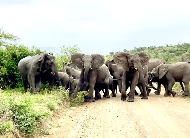 Family ties, a herd of Elephant looking out for their own as they cross the road in iMfolozi