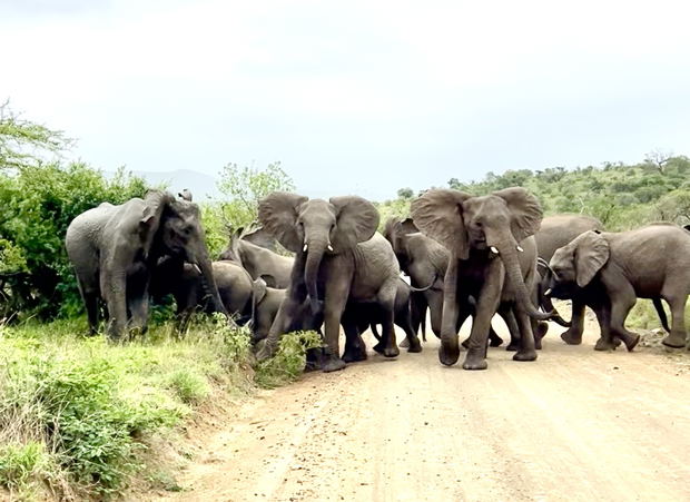 Family ties, a herd of Elephant looking out for their own as they cross the road in iMfolozi Family ties, a herd of Elephant looking out for their own as they cross the road in iMfolozi