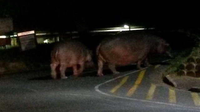 Hippo walking down the tarred road of St Lucia around 21h00.