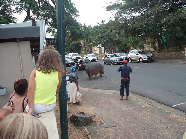 Hippo causing quite a traffic jam in St Lucia.