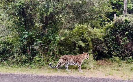 A still image of the video as captured by Lidiko Guests of the Leopard near Bhangazi gate, 3km away from the lodge