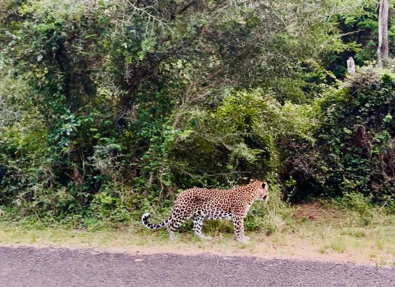 A still image of the video as captured by Lidiko Guests of the Leopard near Bhangazi gate, 3km away from the lodge