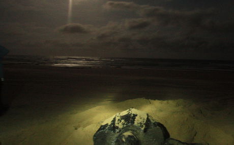 Leatherback turtle laying her eggs.