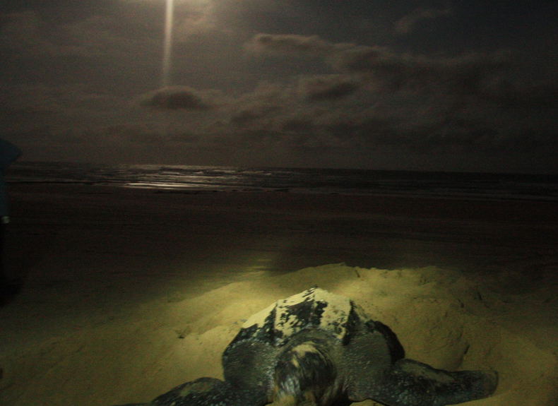 Leatherback turtle laying her eggs. Leatherback turtle laying her eggs.